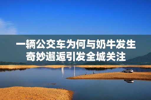 一辆公交车为何与奶牛发生奇妙邂逅引发全城关注